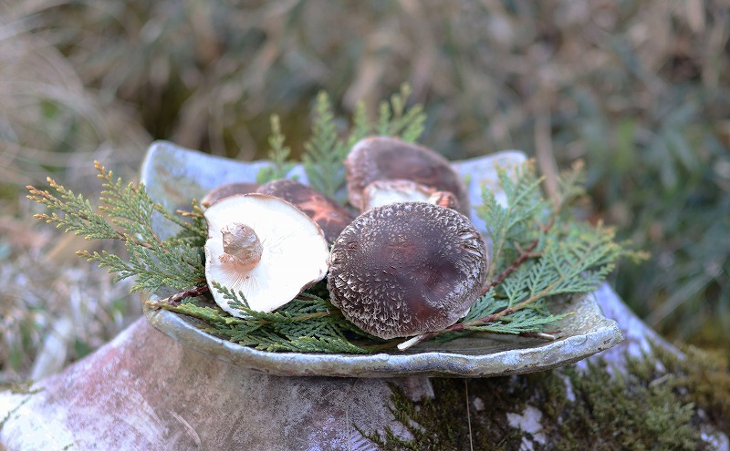 灰釉櫛目四方皿と椎茸