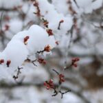淡雪
