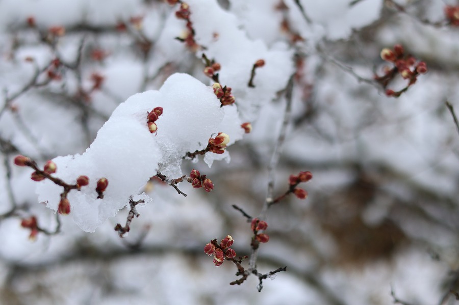 淡雪