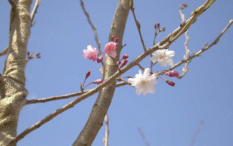 『舞姫』桜