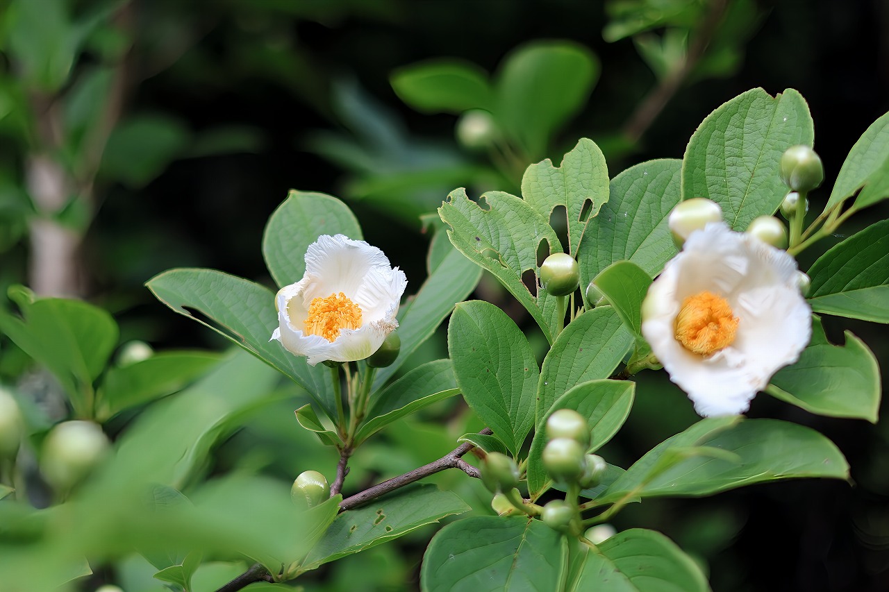 夏椿